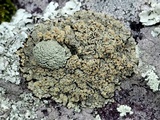 Rhizoplaca subdiscrepans image