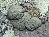 Rhizoplaca subdiscrepans image