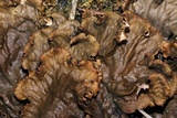 Peltigera praetextata image