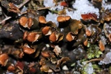 Peltigera praetextata image