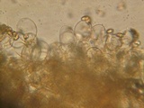Cortinarius heterosporus image