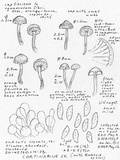 Cortinarius heterosporus image
