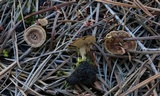 Coltricia perennis image