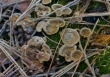 Coltricia perennis image