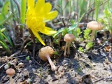 Contumyces rosellus image