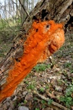 Fusicolla merismoides image