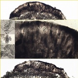 Arthonia radiata image