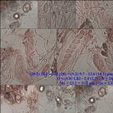 Ainoa geochroa image