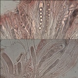 Ainoa geochroa image