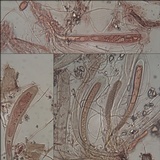 Ainoa geochroa image