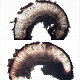 Sarcogyne fallax image