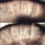 Sarcogyne fallax image