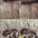 Sarcogyne fallax image