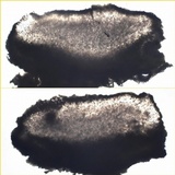 Solenopsora candicans image