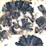 Solenopsora candicans image