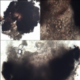 Verrucaria calciseda image