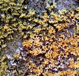 Xanthoria weberi image
