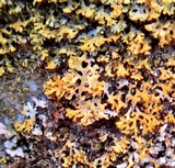 Xanthoria weberi image