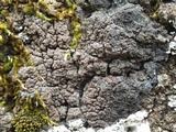 Fuscopannaria ignobilis image