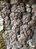 Fuscopannaria ignobilis image