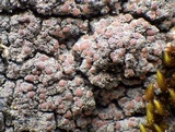 Fuscopannaria ignobilis image