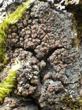 Fuscopannaria ignobilis image
