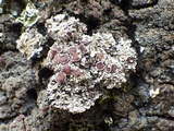 Pannaria rubiginosa image