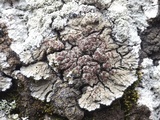 Degelia plumbea image