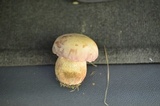 Tylopilus rubrobrunneus image