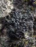 Staurolemma omphalarioides image