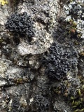 Staurolemma omphalarioides image