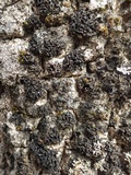 Staurolemma omphalarioides image