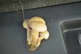 Tylopilus rubrobrunneus image