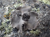 Umbilicaria grisea image