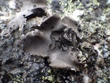 Umbilicaria grisea image