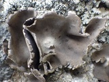 Umbilicaria grisea image