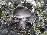 Umbilicaria grisea image