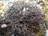 Cetraria aculeata image