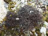 Cetraria aculeata image