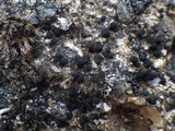 Lecidella stigmatea image