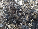 Lecidella stigmatea image