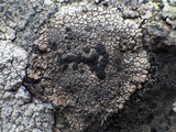 Lecidea fuscoatra image
