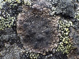Lecidea fuscoatra image