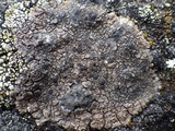 Lecidea fuscoatra image