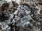 Rhymbocarpus neglectus image