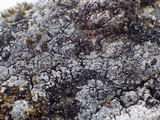 Rhymbocarpus neglectus image