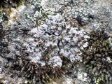 Rhymbocarpus neglectus image