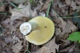 Xanthoconium affine image