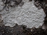 Pertusaria aspergilla image