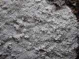 Pertusaria aspergilla image